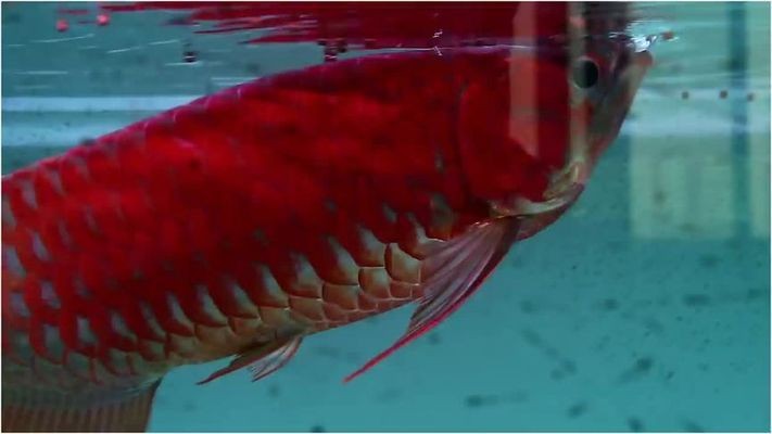 張店區庭濱水族鐵藝品商行（張店區庭蘭村）