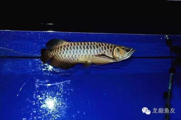 廣饒縣廣饒街道謝超水族館（廣饒縣廣饒街道謝超水族館電話）