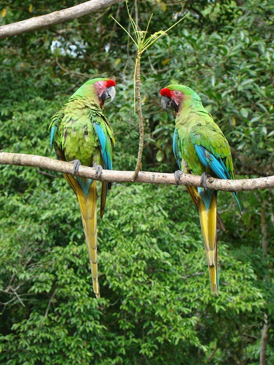 如何區分金龍魚24K和其他品種？