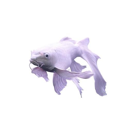 龍魚種類圖 龍魚種類圖 龍魚百科 第4張