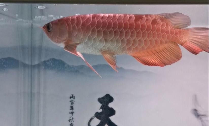 龍魚種類圖 龍魚種類圖 龍魚百科 第44張
