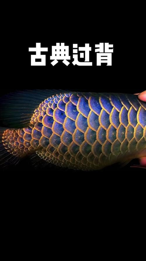 龍魚種類圖 龍魚種類圖 龍魚百科 第32張