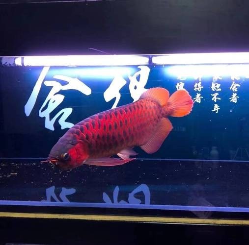 龍魚圖片頭像可愛
