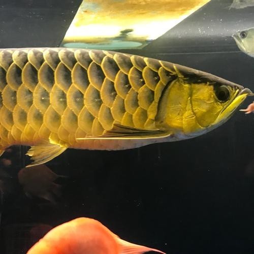 龍魚圖片頭像可愛