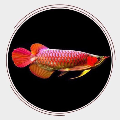 龍魚圖片頭像可愛