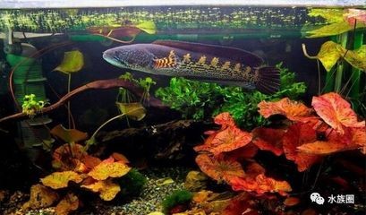可麗愛魚缸有幾個(gè)系列型號(hào)（可麗愛魚缸特殊型號(hào)推薦） 可麗愛魚缸有幾個(gè)系列型號(hào)（可麗愛魚缸特殊型號(hào)推薦） 魚缸百科