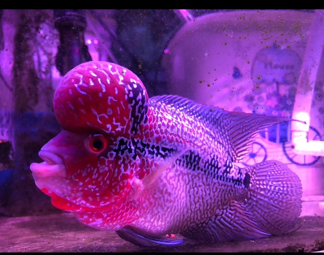羅漢魚 羅漢魚 龍魚論壇