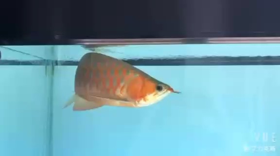 紅紅龍
