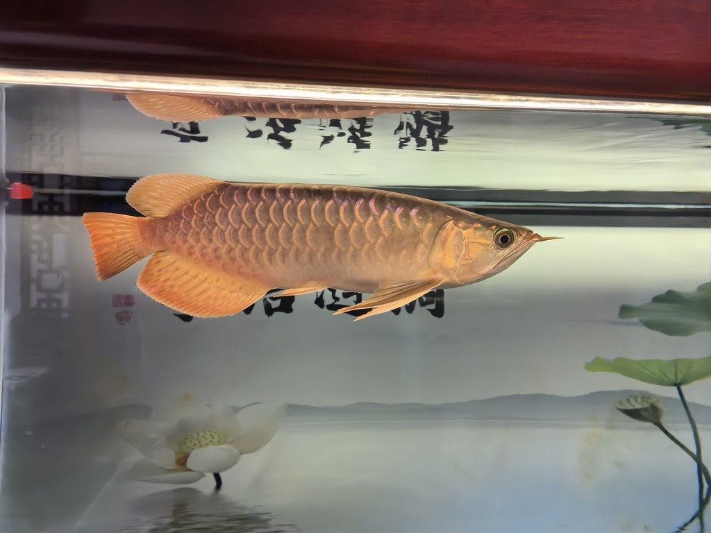 滿一年了 龍魚論壇 第4張 滿一年了 滿一年了 龍魚論壇 第4張