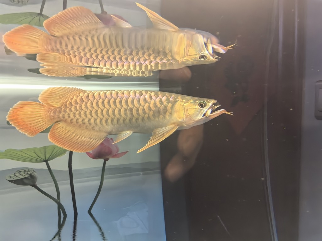 滿一年了 龍魚論壇 第6張 滿一年了 滿一年了 龍魚論壇 第6張