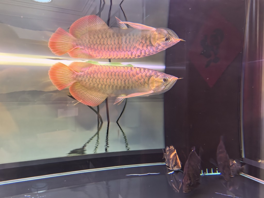 滿一年了 龍魚論壇 第9張 滿一年了 滿一年了 龍魚論壇 第9張
