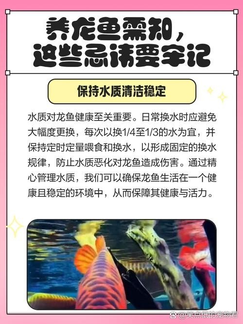龍魚和什么魚養合適