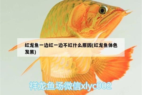 閩侯縣金魚滿堂觀賞魚養殖場（閩侯縣金魚滿堂觀賞魚養殖場地址）
