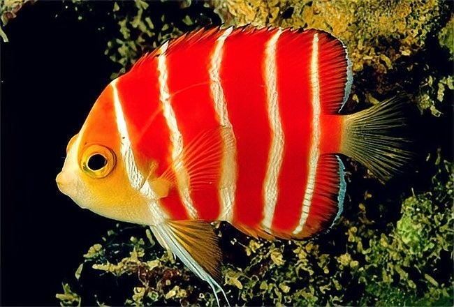 金龍魚的食量是多少克