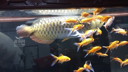 日照山海天旅游度假區碩玉花魚坊