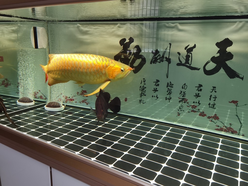 觀賞魚缸的換水步驟和注意事項：觀賞魚缸換水步驟及注意事項 觀賞魚缸的換水步驟和注意事項：觀賞魚缸換水步驟及注意事項 龍魚論壇