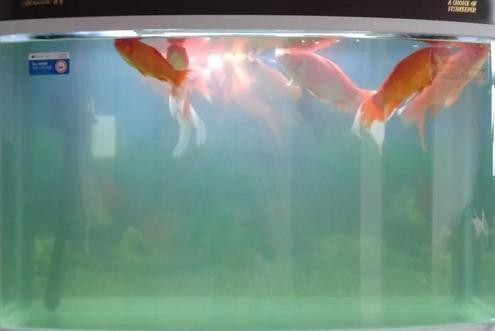 給大魚缸換水的作文:體驗給大魚缸換水的樂趣:體驗給大魚缸換水:給大魚缸換水的作文 廊坊市安次區西昌路魚之語水族店(廊坊魚療24小時) 全國水族館企業名錄 廊坊市安次區西昌路魚之語水族店(廊坊魚療24小時) 廊坊市安次區西昌路魚之語水族店(廊坊魚療24小時) 全國水族館企業名錄