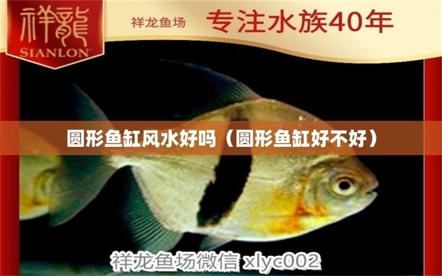 龍魚缸品牌哪個(gè)好（龍魚缸品牌選擇）