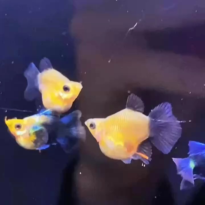 藍禮服球體孔雀魚#孔雀魚#高端孔雀魚#越南孔雀魚