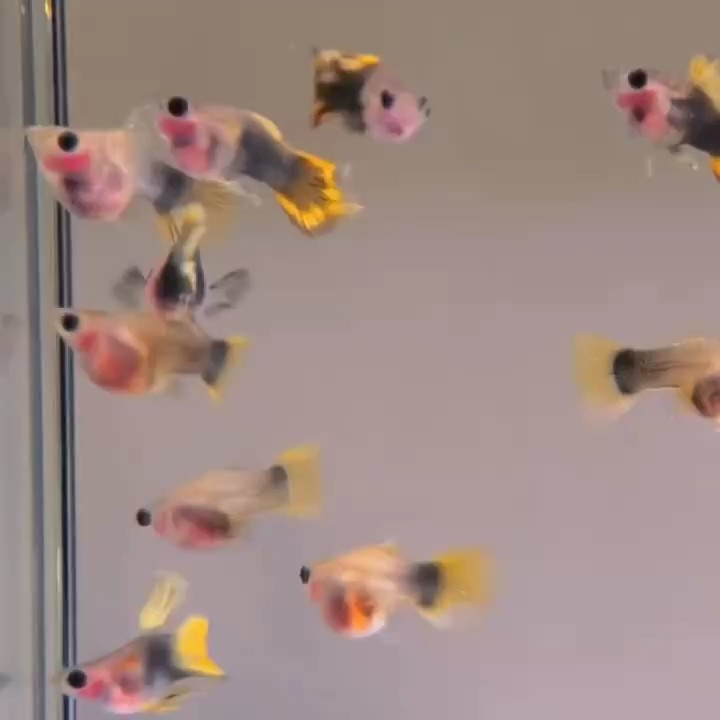小蜜蜂玻璃貓孔雀魚#孔雀魚#越南孔雀魚#高端孔雀魚