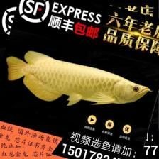 金龍魚(yú)芯片怎么查詢(xún)型號(hào)：如何查詢(xún)金龍魚(yú)芯片型號(hào) 金龍魚(yú)芯片怎么查詢(xún)型號(hào)：如何查詢(xún)金龍魚(yú)芯片型號(hào) 龍魚(yú)百科 第2張