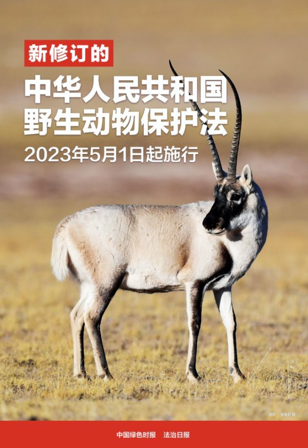 龍魚的各種互動行為，你知道多少？，水族箱中常見的互動行為
