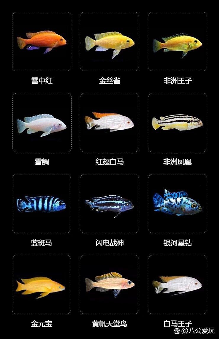 十大最貴慈鯛圖片 十大最貴慈鯛圖片 龍魚論壇 第5張