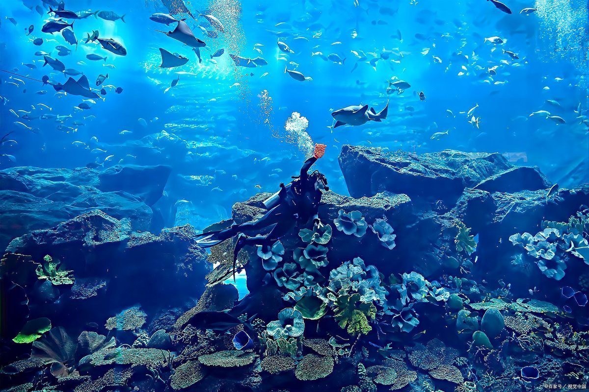 青島水族館和海底世界哪個好玩