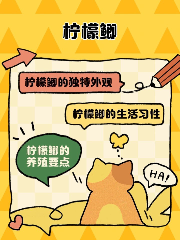 球體檸檬鯽能長多大
