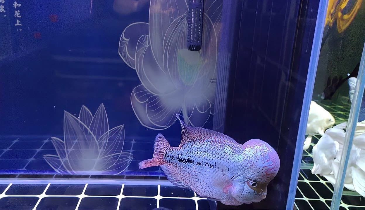 魚缸水質管理的藝術：觀景魚缸水質的管理