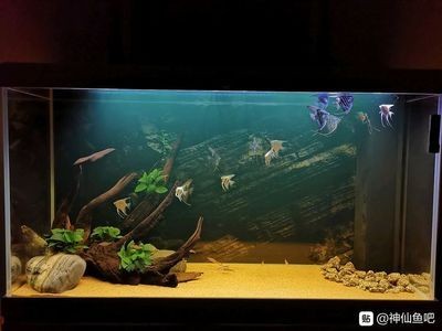 底濾魚(yú)缸養(yǎng)燕魚(yú)的注意事項(xiàng)：底濾魚(yú)缸養(yǎng)燕魚(yú)有哪些注意事項(xiàng)？