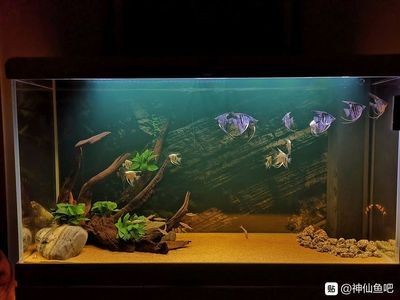 底濾魚(yú)缸養(yǎng)燕魚(yú)的注意事項(xiàng)：底濾魚(yú)缸養(yǎng)燕魚(yú)有哪些注意事項(xiàng)？