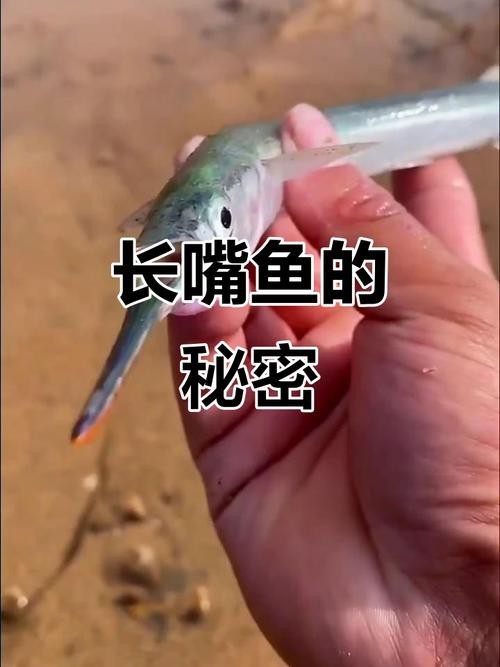 大嘴魚長什么樣子