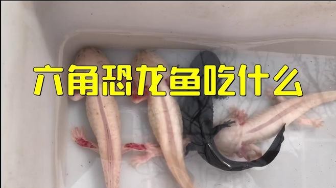 龍魚的價格范圍是多少？如何鑒別龍魚的真偽？，水族箱中觀賞價值最高的10份龍魚，血紅龍和血紅龍哪個更珍貴