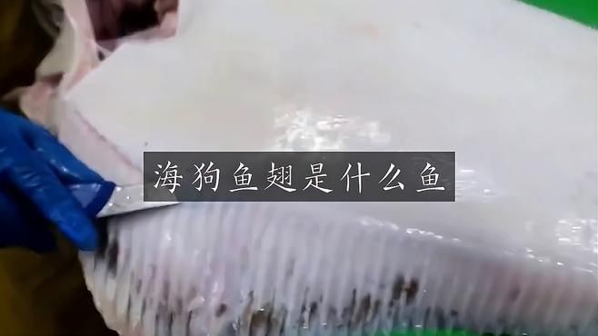 狗仔翅是什么魚(yú)