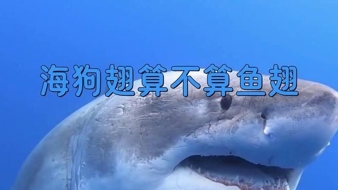 狗仔翅是什么魚(yú)