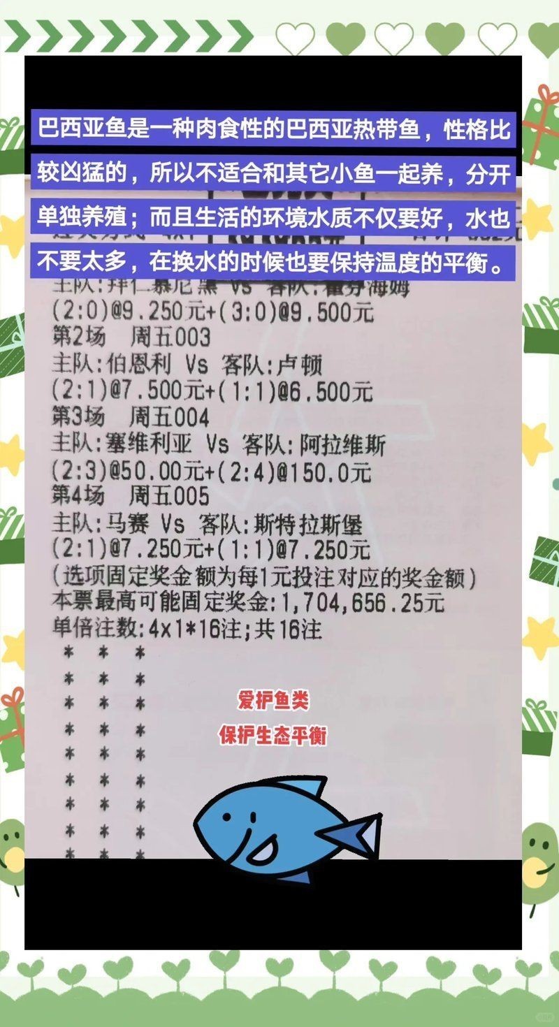 虎魚和巴西亞能混養(yǎng)嗎 虎魚和巴西亞能混養(yǎng)嗎 龍魚論壇 第5張