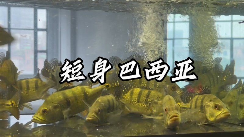虎魚和巴西亞能混養(yǎng)嗎 虎魚和巴西亞能混養(yǎng)嗎 龍魚論壇 第8張