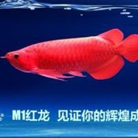 虎魚和巴西亞能混養(yǎng)嗎 虎魚和巴西亞能混養(yǎng)嗎 龍魚論壇 第20張