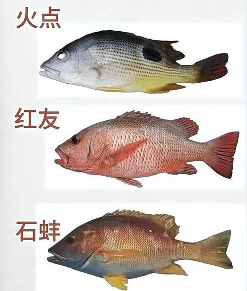 海魚種類圖片大全大圖