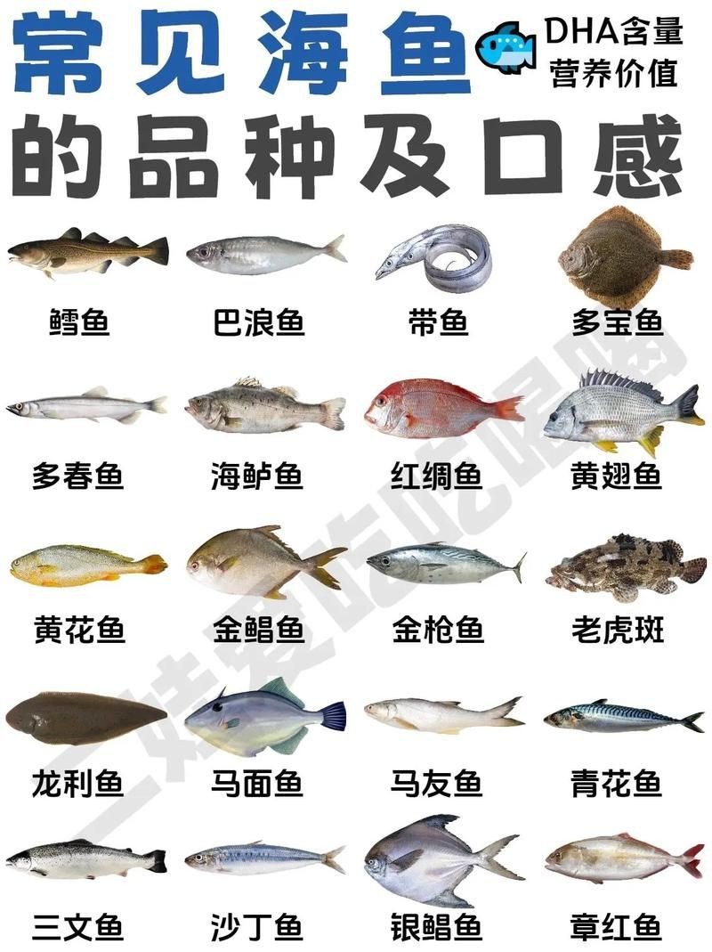 海魚種類圖片大全大圖