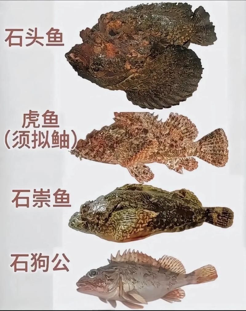 海魚種類圖片大全大圖