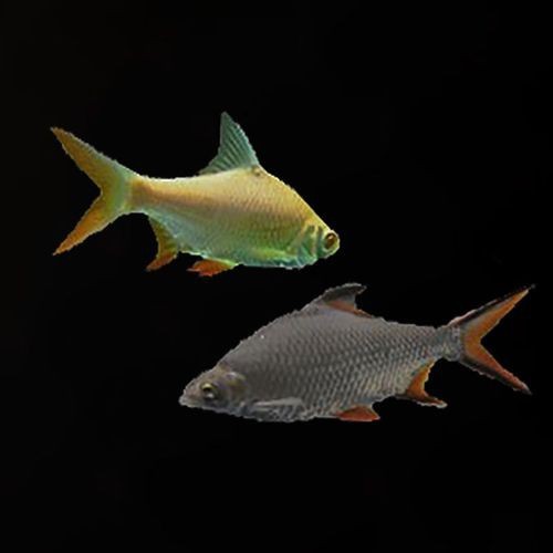 飛鳳魚圖片大全大圖