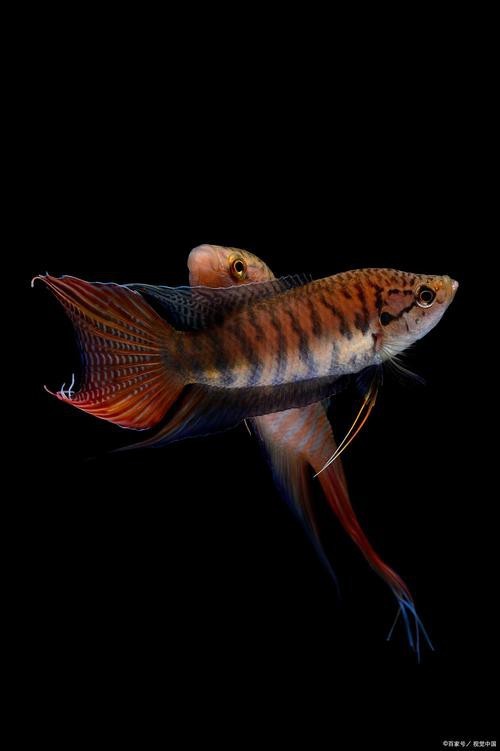 飛鳳魚圖片大全大圖