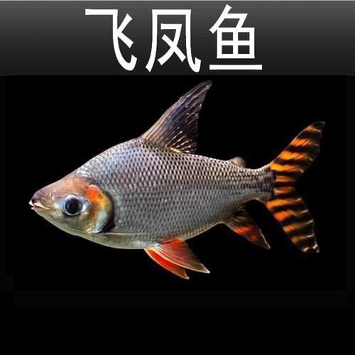 飛鳳魚圖片大全大圖