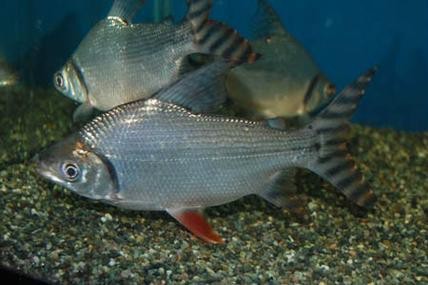 飛鳳魚圖片大全大圖