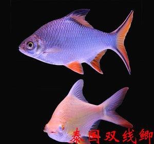 飛鳳魚圖片大全大圖