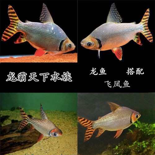 飛鳳魚圖片大全大圖