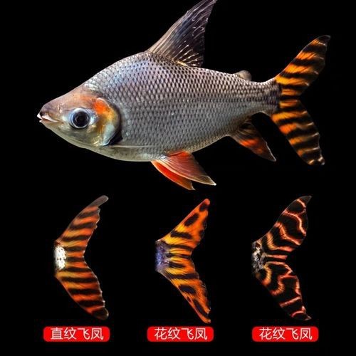飛鳳魚圖片大全大圖