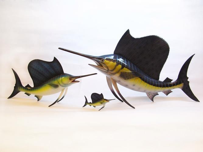 飛鳳魚圖片大全大圖